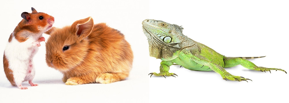 KEMİRGEN&SÜRÜNGEN