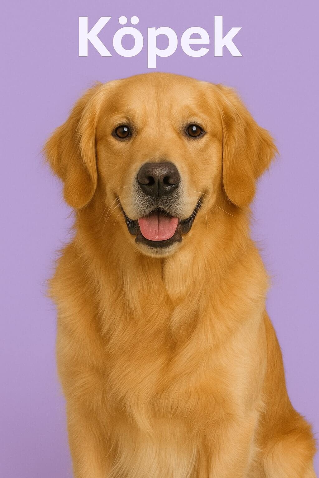 Köpek Oyuncakları