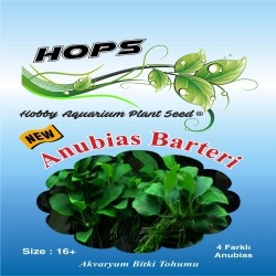 Akvaryum Bitki Tohumu Anubias Barteri 12 li