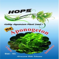 Akvaryum Bitki Tohumu Aponogeton - Crispus/Boivinianus 12 li