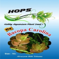 Akvaryum Bitki Tohumu Bacopa Carolina 12 li