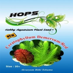 Akvaryum Bitki Tohumu Ceratophyllum Demersum-Red 12 li