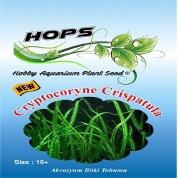 Akvaryum Bitki Tohumu Cryptocoryne Crispatula 12 li