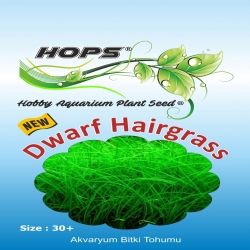 Akvaryum Bitki Tohumu Dwarf Hairgrass 12 li - 1