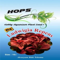 Akvaryum Bitki Tohumu Ludwiigia Repens 12 li
