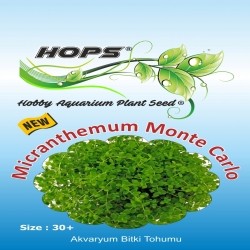 Akvaryum Bitki Tohumu Micranthemum Monte Carlo 12 li
