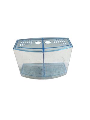 Atlantik Betalık pembe-mavi-Yeşil