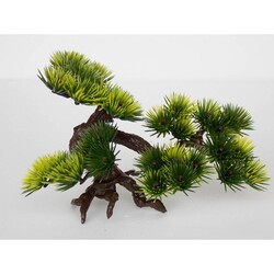 Dophin Bonsai Bitki S Boy 
