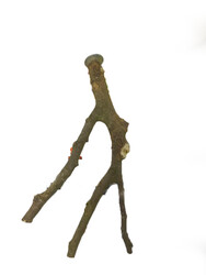 Getreide 1002 Doğal Ahşap Dal Tünek 37,5cm - Thumbnail