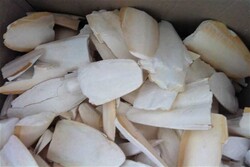 Kalamar Kemiği JUMBO Kırık 500gr