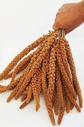 Tisert - Kızıl Dal Darı 15kg
