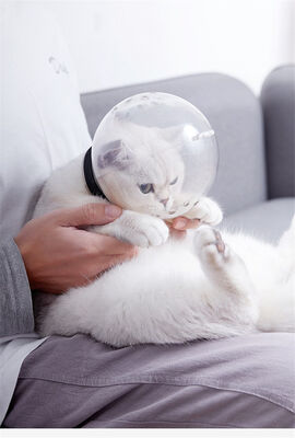 Lavimo Kedi Kafa Koruyucu - 2