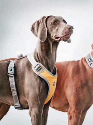 Nunbell Köpek Tasması L - 1