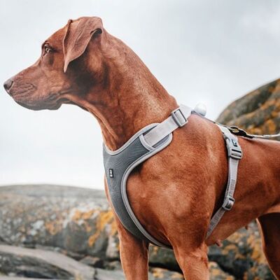 Nunbell Köpek Tasması M - 1